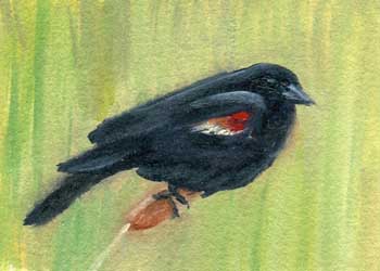 "Red Winged Blackbird " by Carol Brown, Greendale WI - Oil on Paper